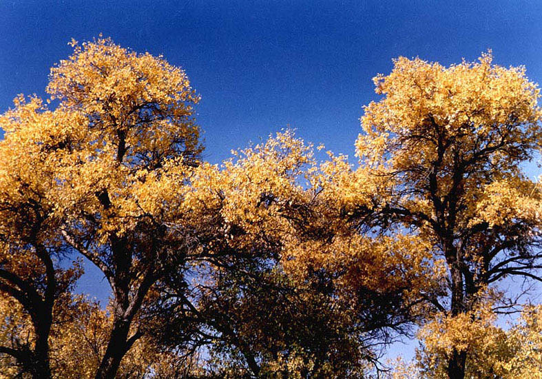 2003105225379977.jpg
