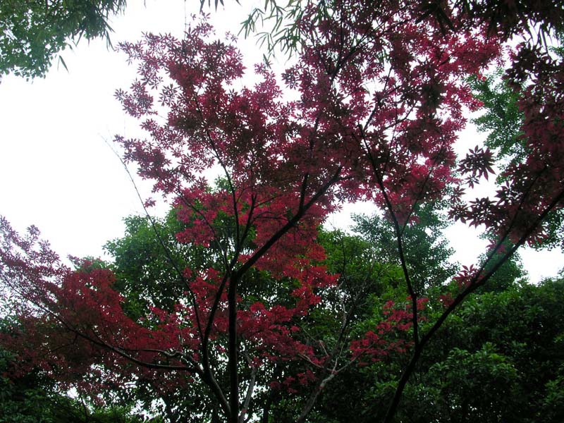 200451621215242581.jpg