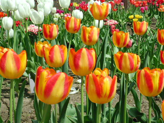 2006-4/20064178462916184.jpg