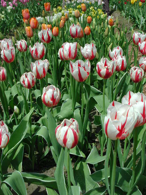 2006-4/20064178493452935.jpg