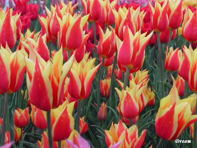 2006-5/2006541724647729.jpg