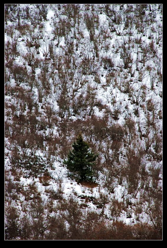 dsc_0182a.jpg