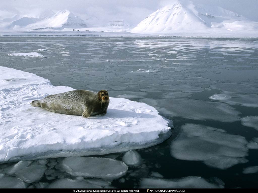 arctic ocean.jpg