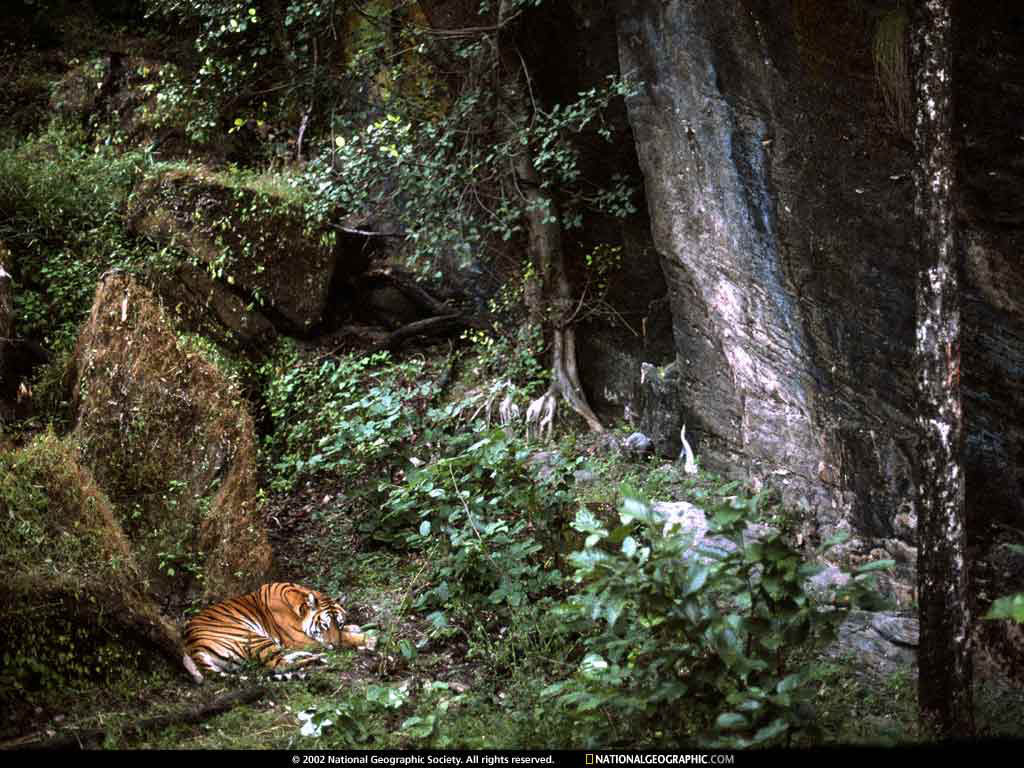 bandhavgarh national park, india.jpg