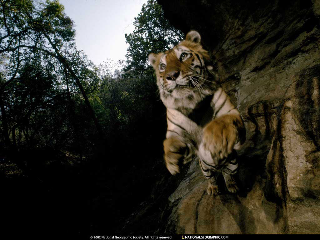 bandhavgarh national park, india1.jpg