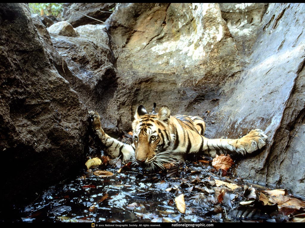 bandhavgarh national park, india2.jpg