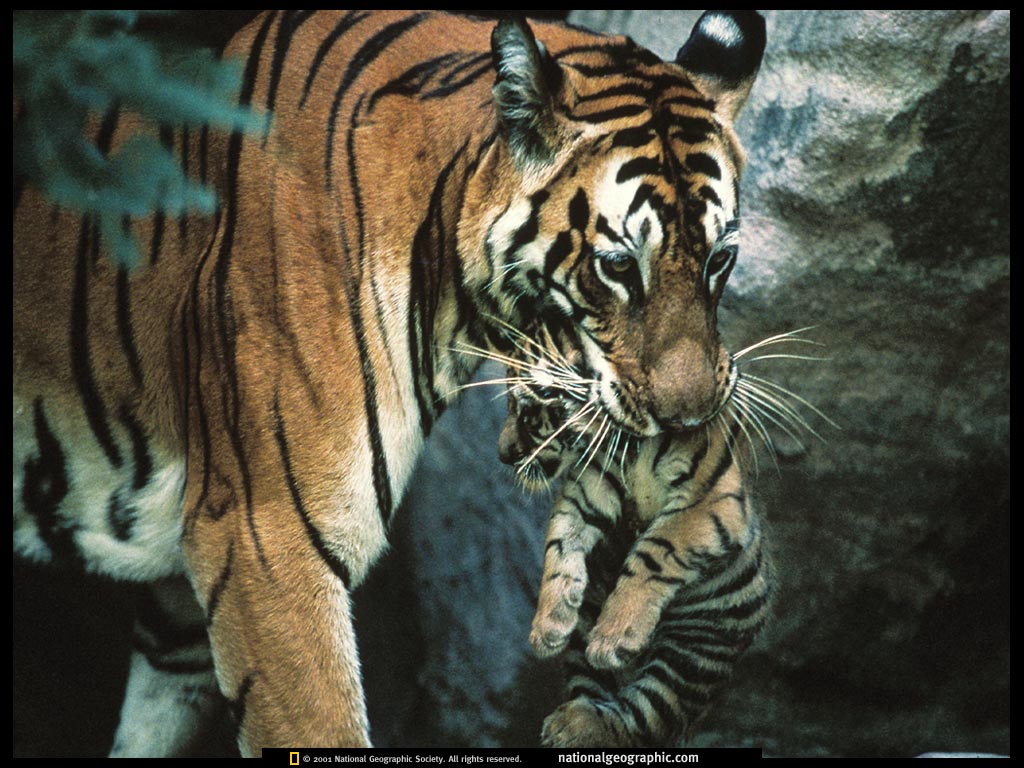 bandhavgarh national park, india3.jpg