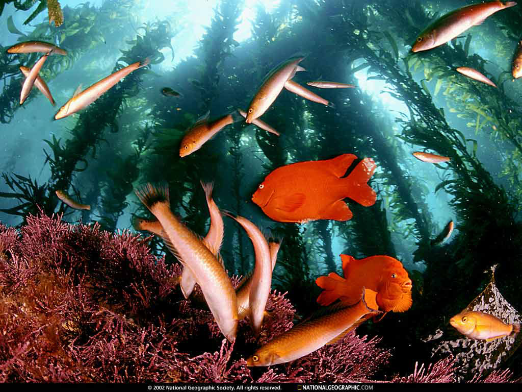 channel islands, national marine sanctuary, califo
