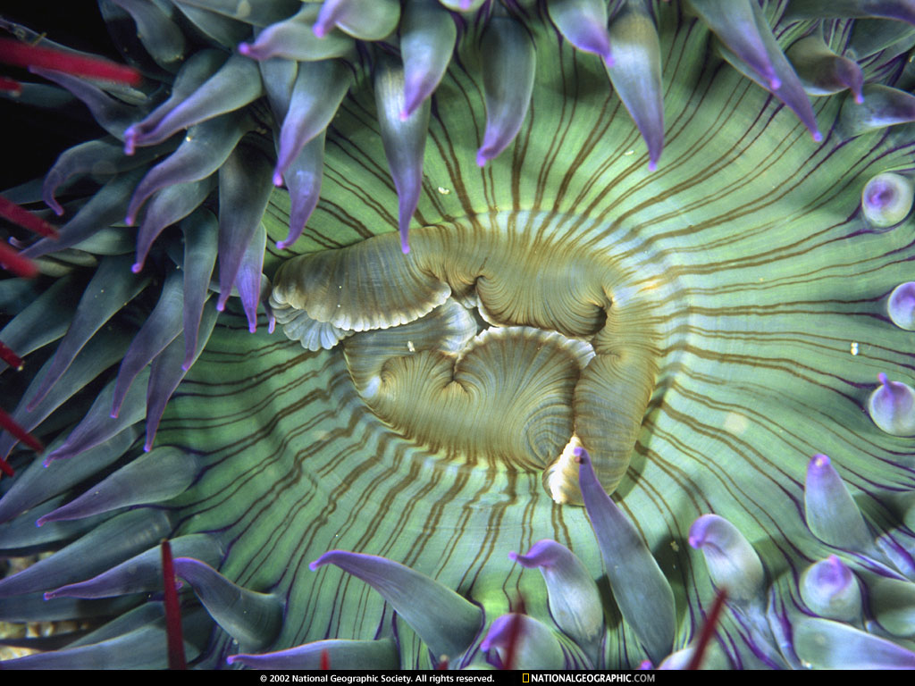 channel islands, national marine sanctuary, califo