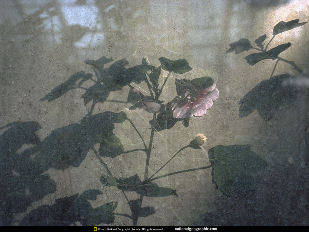 chelsea physic garden, london.jpg