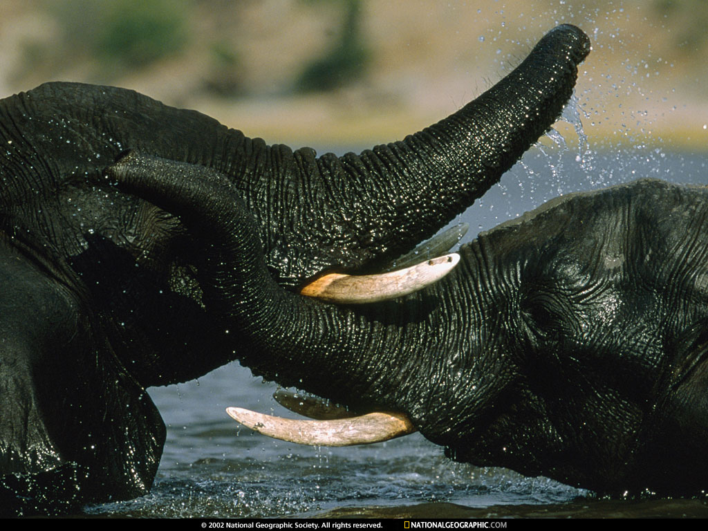 chobe national park, botswana.jpg