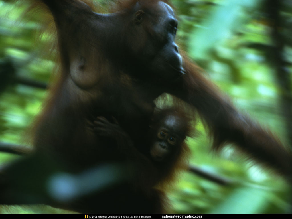 bunung palung national park, indonesia.jpg
