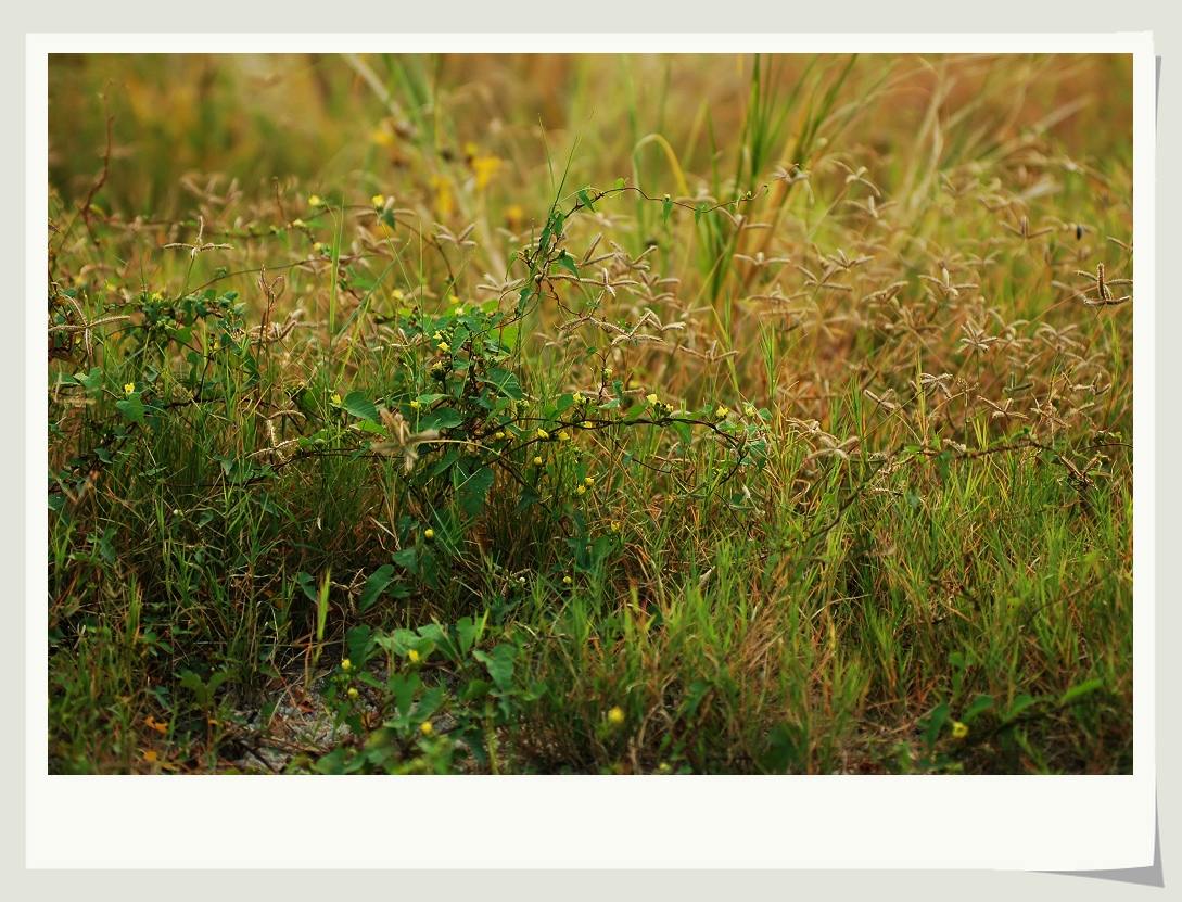 dsc_0138_˺.jpg