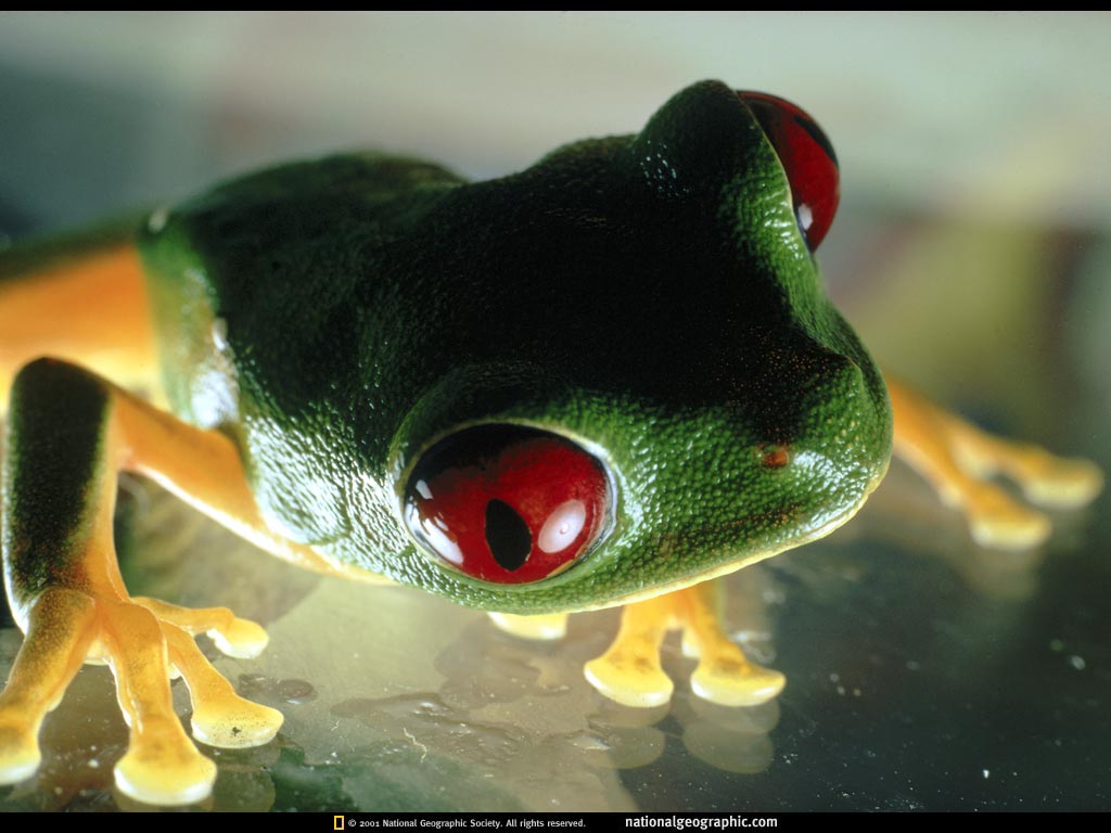 costa rica1.jpg