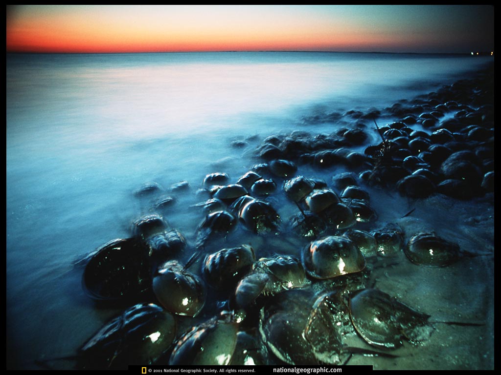 delaware bay, u.sjpg