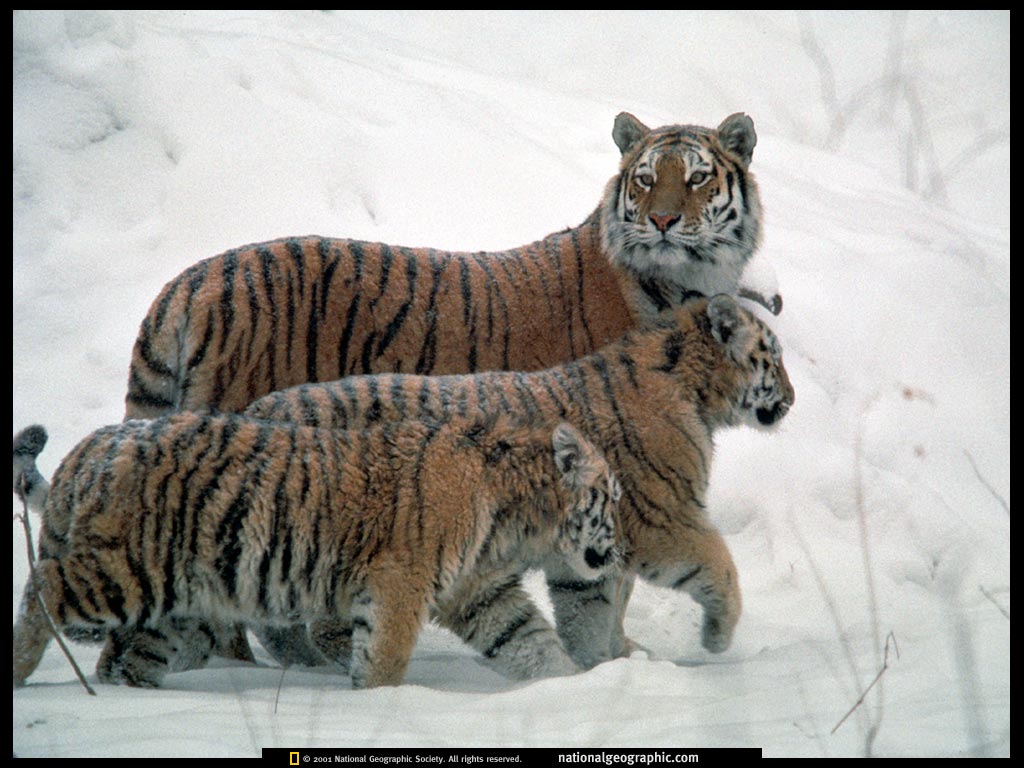 eastern siberia, russia.jpg