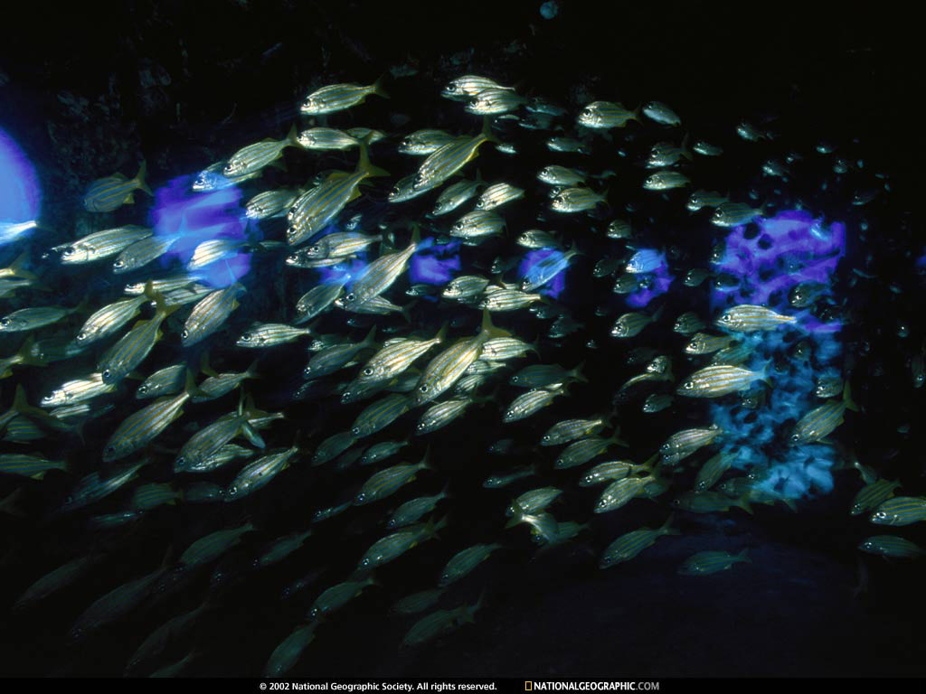 florida keys, national marine sanctuary, florida1.