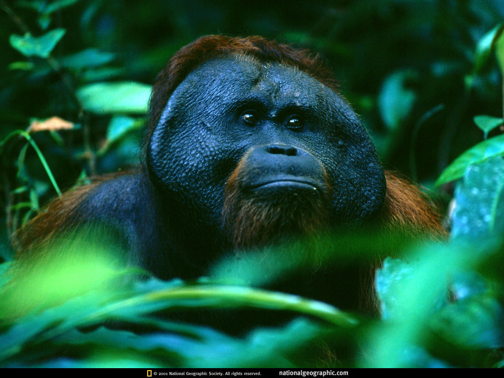 gunung palung national park, indonesia.jpg