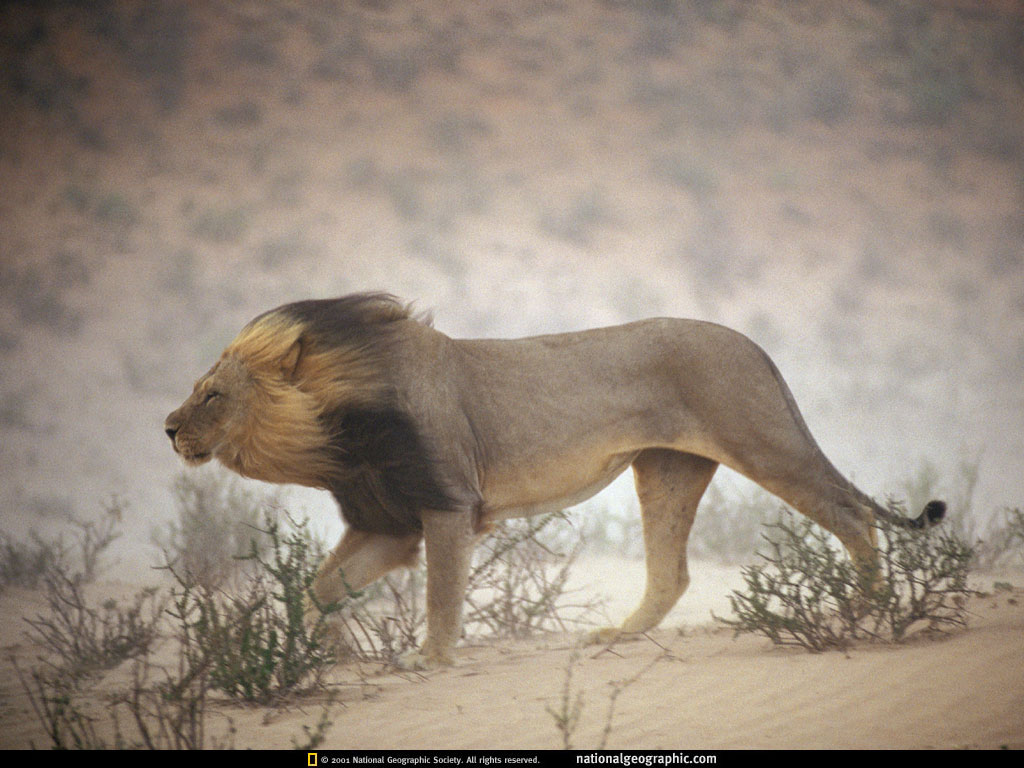 kalahari gemsbok national park, south africa.jpg
