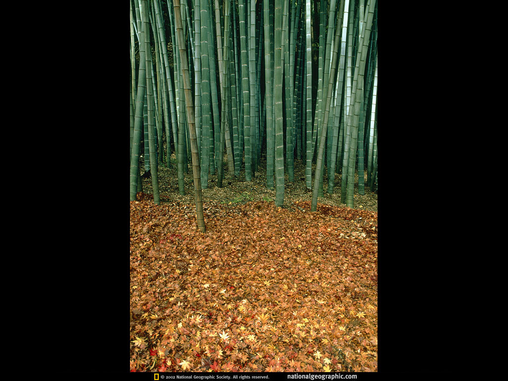 kyoto, japan.jpg