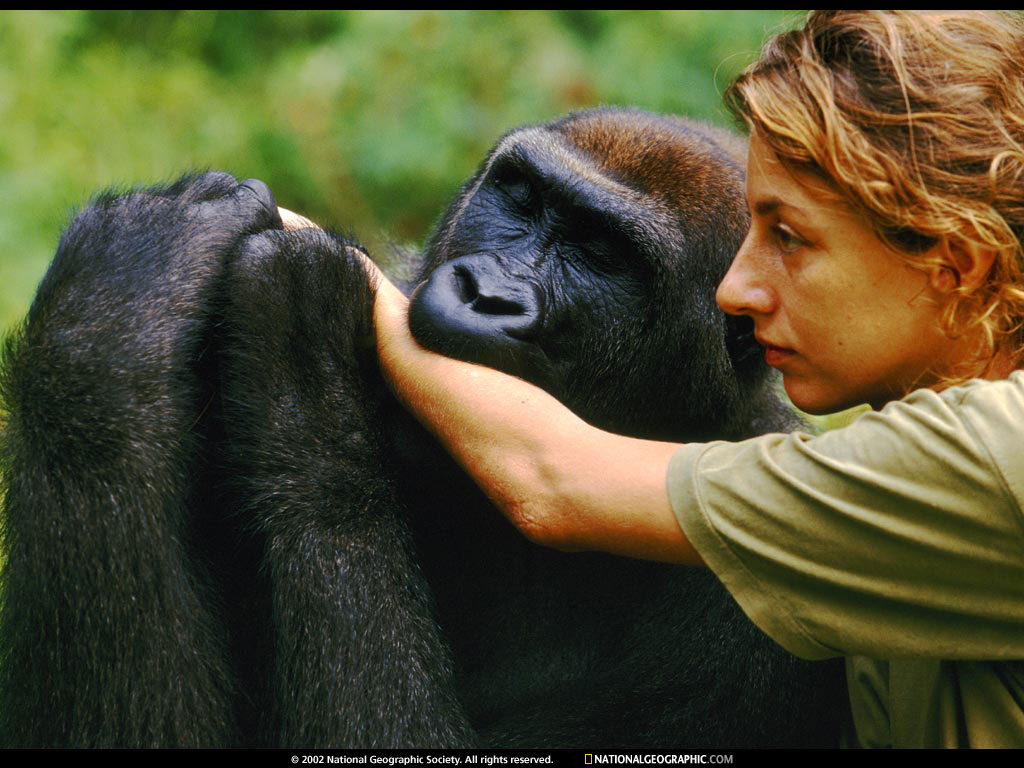 lfini faunal reserve, congo.jpg