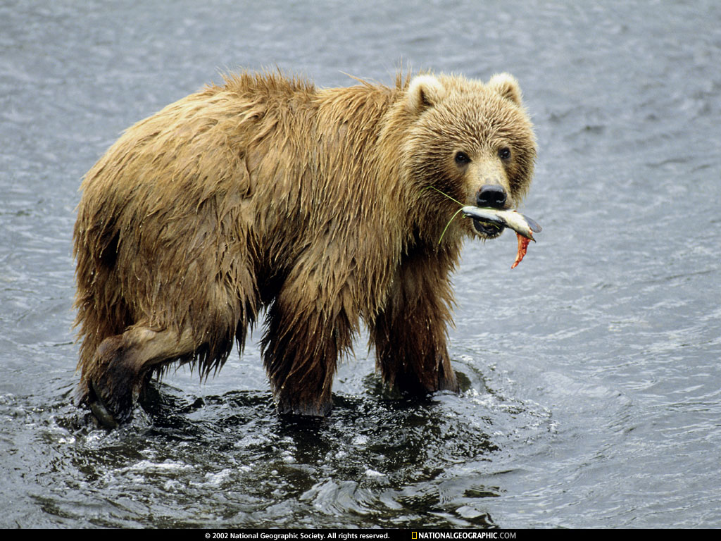 kodiak island, alaska.jpg