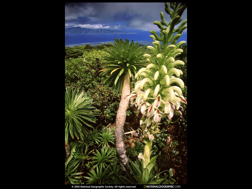 maui, hawaii.jpg