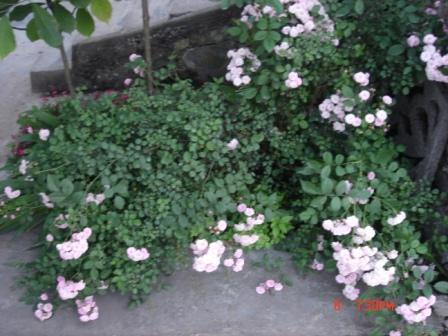 2007-5/20075231145034642.jpg