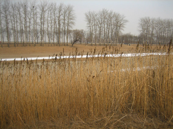 Ƭ2008.1.09 019.jpg
