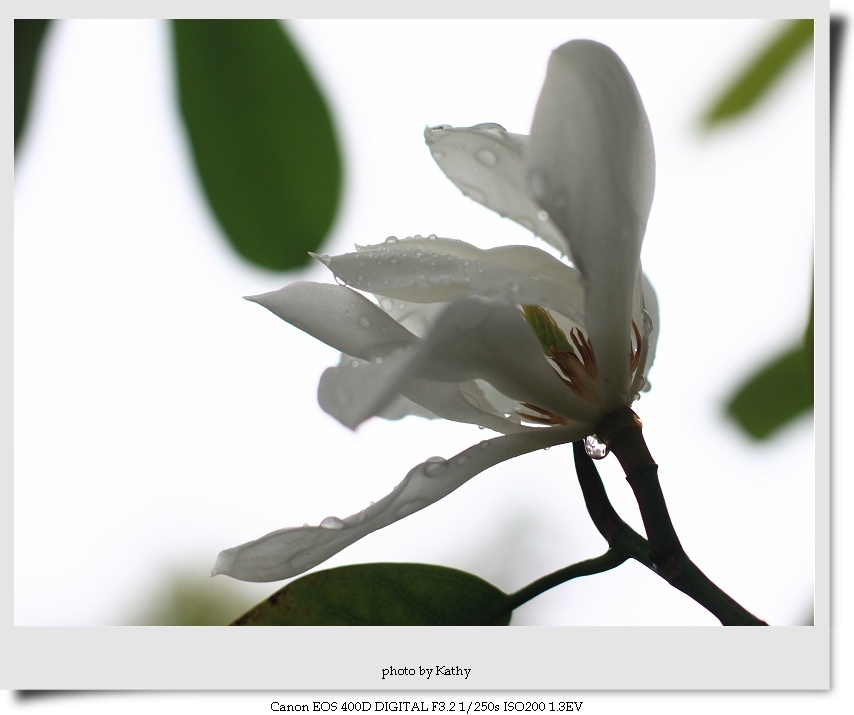 dpp_0003-1.jpg
