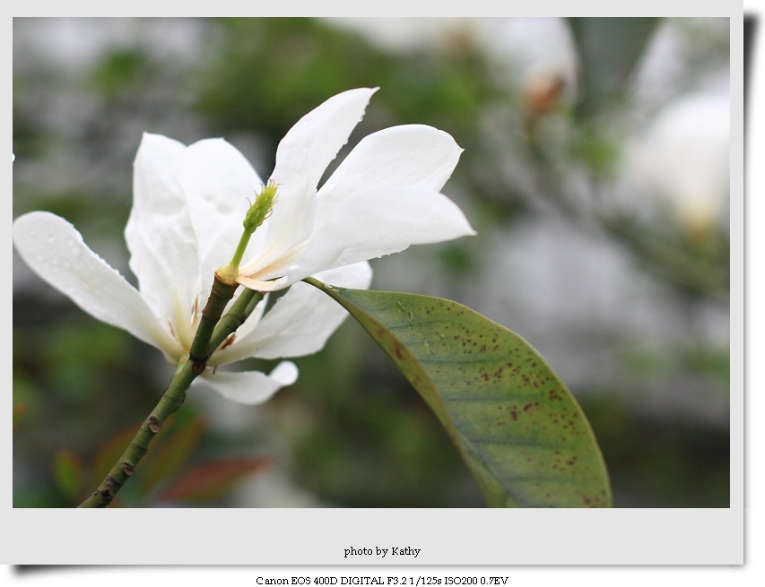 dpp_0006-1.jpg