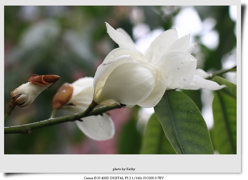dpp_0011-1.jpg