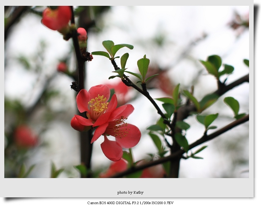 dpp_0018-1.jpg