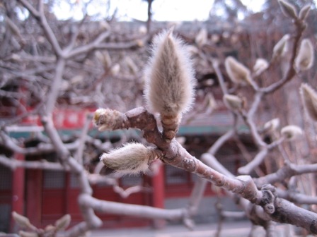 Ƭ2008.1.09 055.jpg