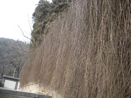Ƭ2008.1.09 112.jpg